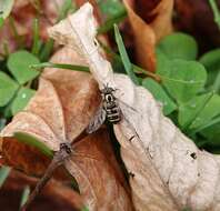 Eupeodes americanus (Wiedemann 1830)的圖片