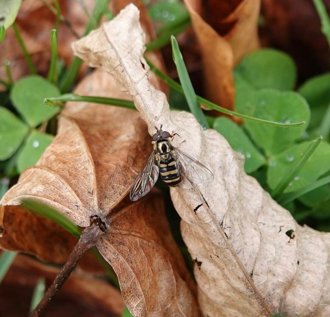 Eupeodes americanus (Wiedemann 1830)的圖片