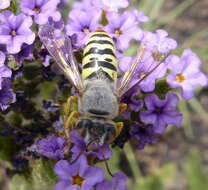 صورة Bembix capensis Lepeletier 1845