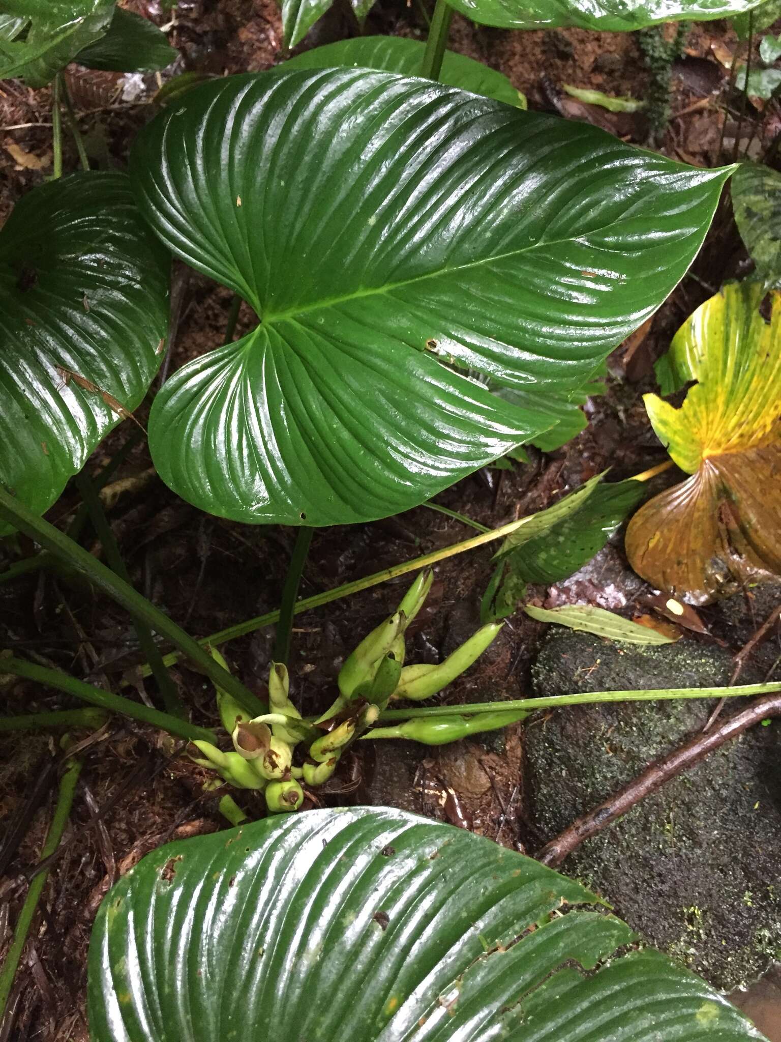 Sivun Philodendron grandipes K. Krause kuva