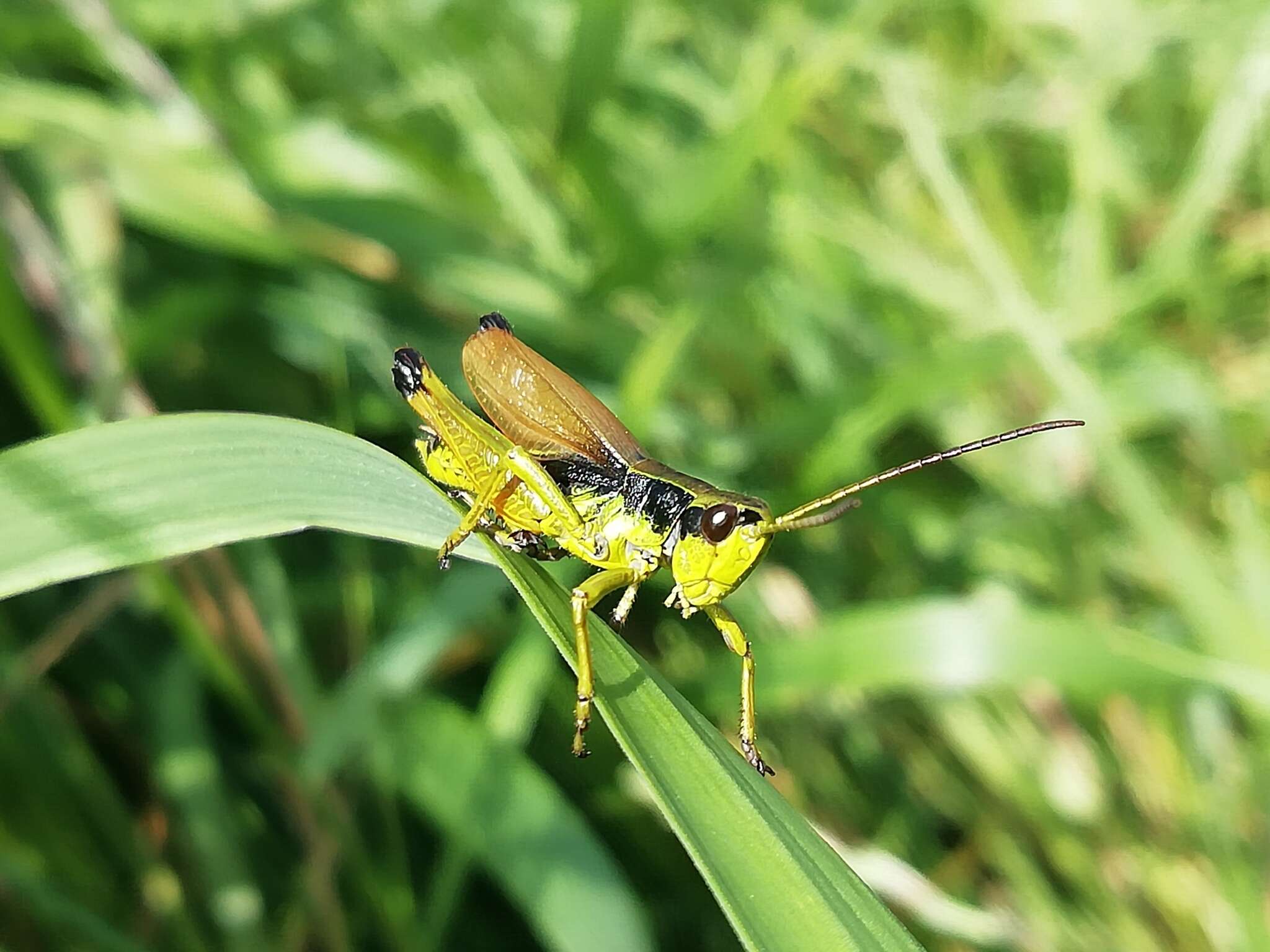 Podismopsis poppiusi (Miram 1907)的圖片