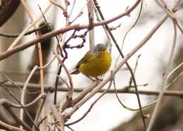 Image of Nashville Warbler