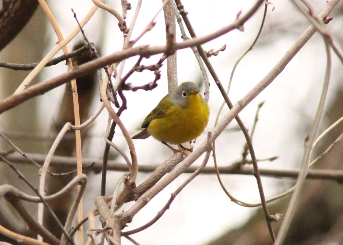 Image of Nashville Warbler