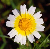 Слика од Glebionis coronaria (L.) N. N. Tzvel.