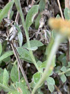 Image of Helichrysum lepidissimum S. Moore