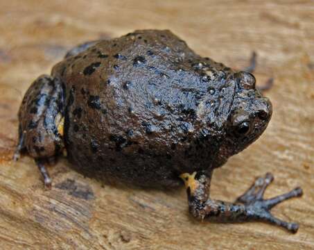 Image of Brown Bullfrog