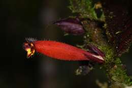 Image of Columnea dimidiata (Benth.) Kuntze