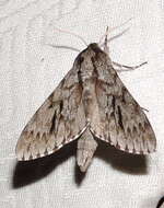 Image of Northern Pine Sphinx