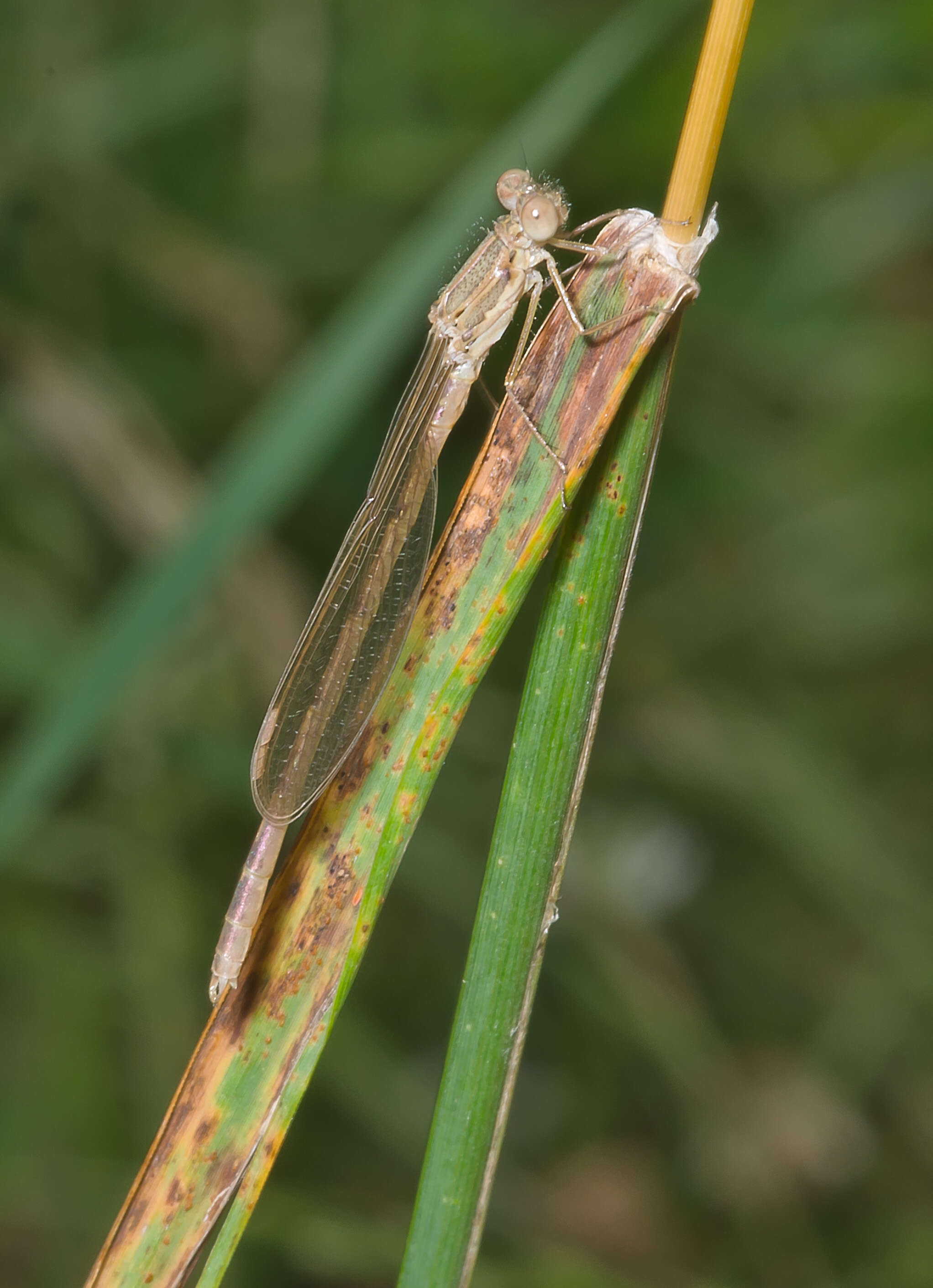 Image of Common Winter Damsel