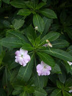 Impatiens sodenii Engl. & Warb. ex Engl. resmi