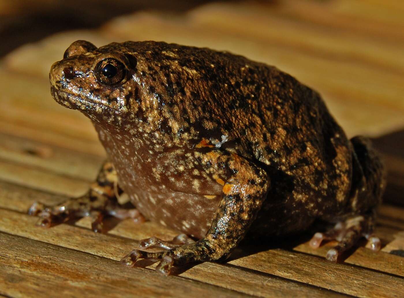 Image of Brown Bullfrog
