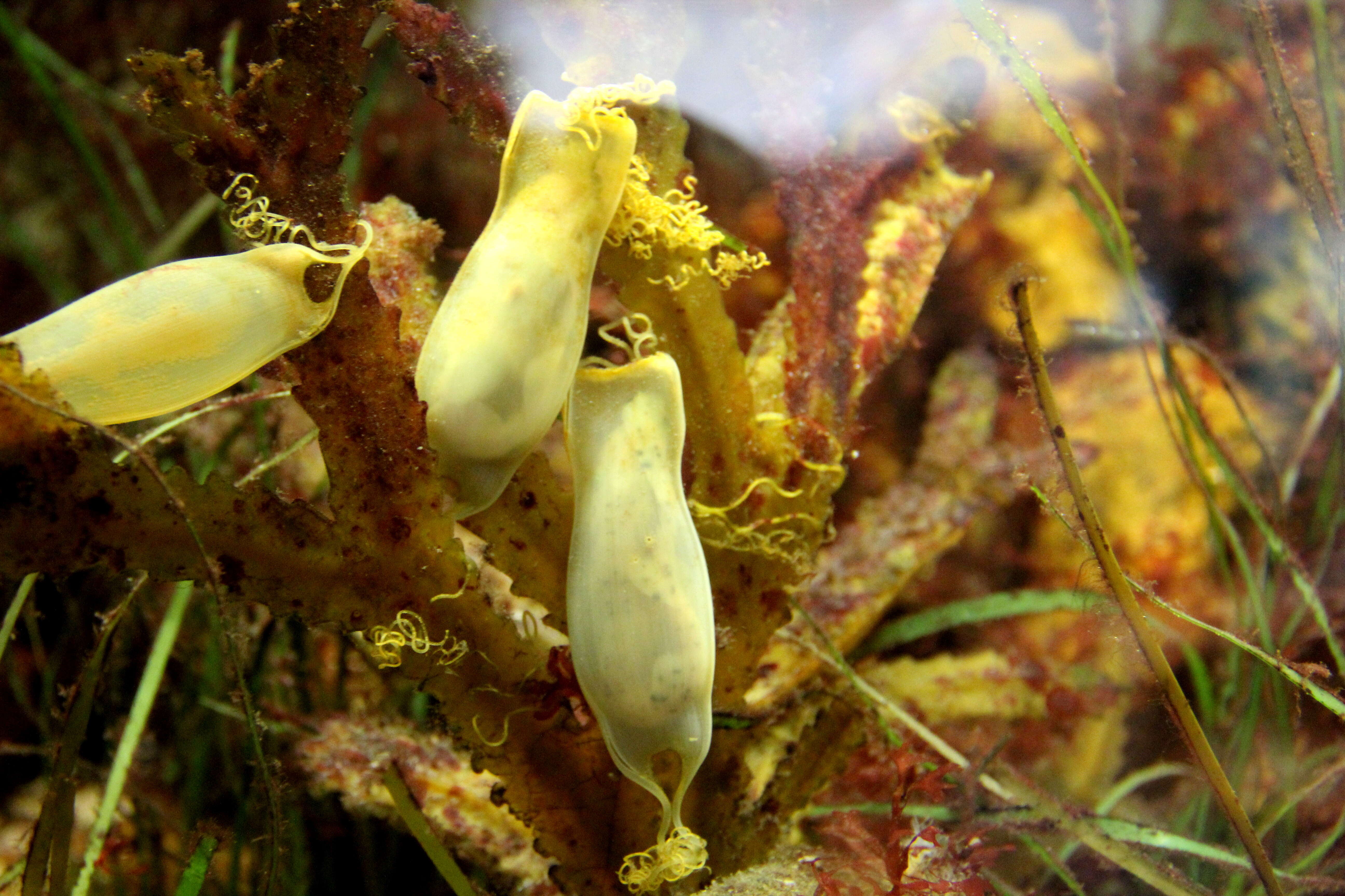 Image of cat sharks