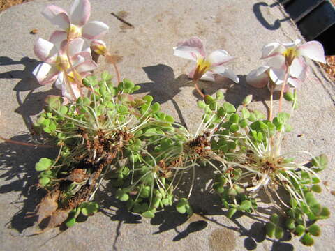 Imagem de Oxalis lichenoides Salter