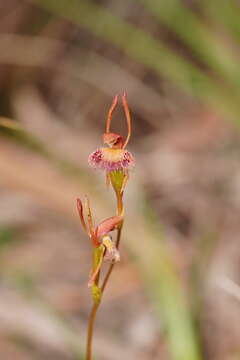 Image of Leporella fimbriata (Lindl.) A. S. George