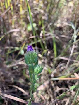 Image of barrens silky aster