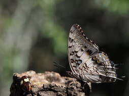 Charaxes achaemenes Felder & Felder 1866 resmi