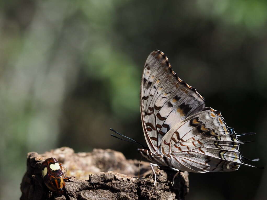 Imagem de Charaxes achaemenes Felder & Felder 1866