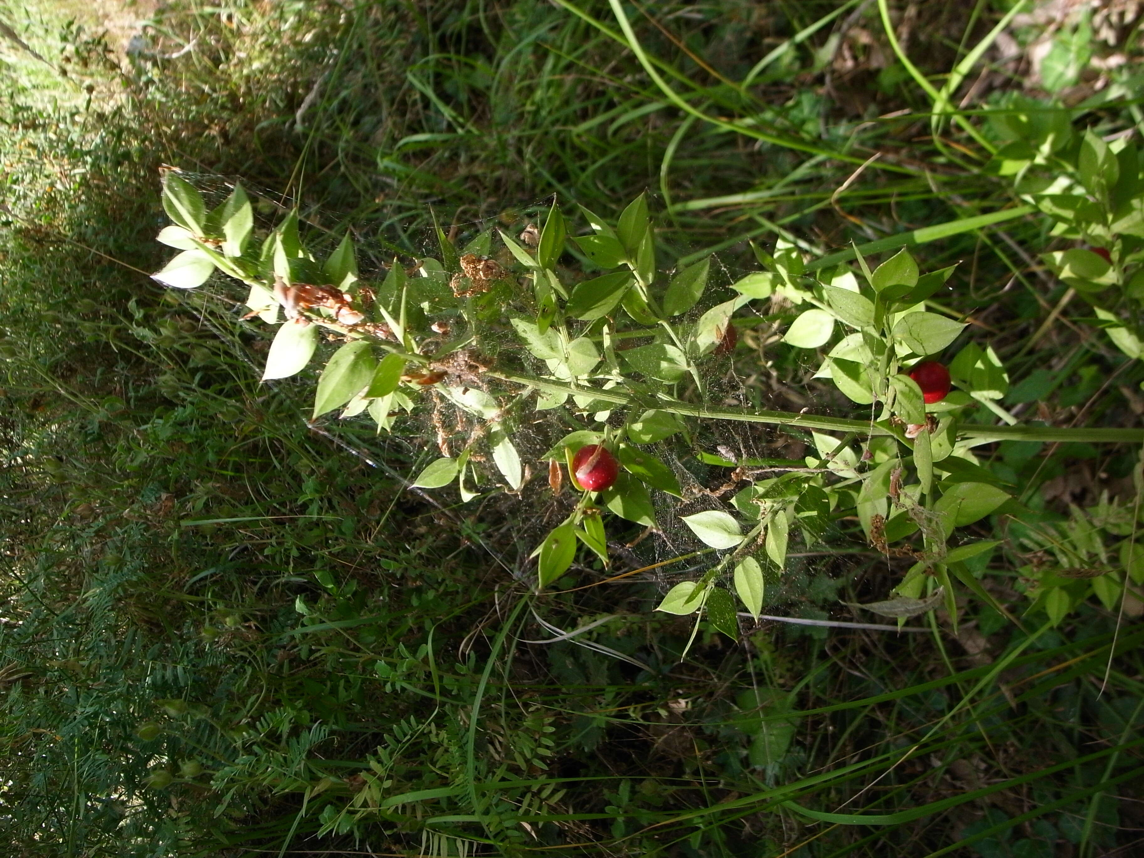 Image of Box Holly