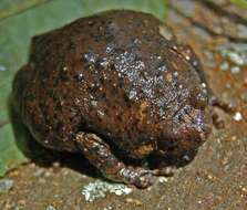 Image of Brown Bullfrog