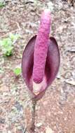 Amorphophallus commutatus (Schott) Engl. resmi