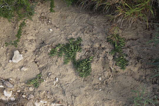 Image of Prostrate Milkweed