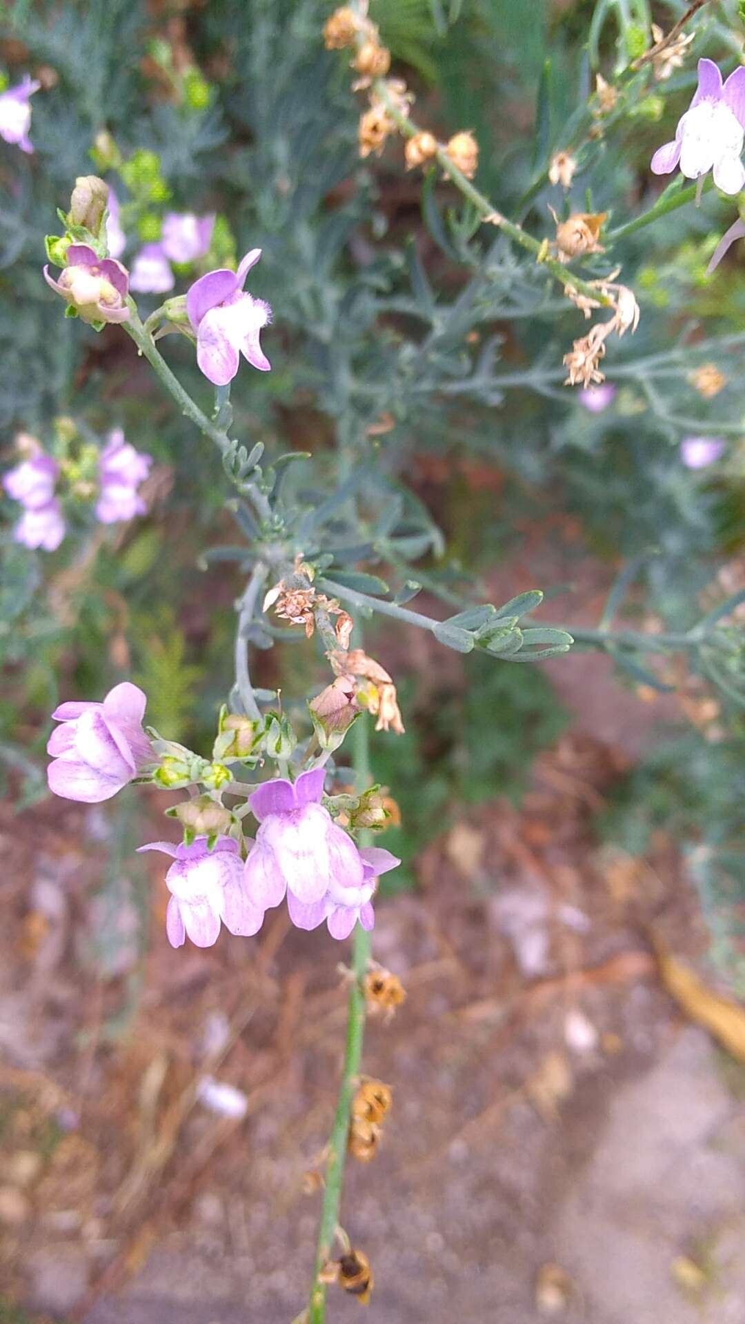 Plancia ëd Linaria capraria Moris & De Not.