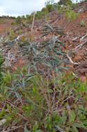 Image of Acacia spirorbis Labill.