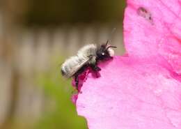 Megachile saulcyi Guérin-Méneville 1845 resmi