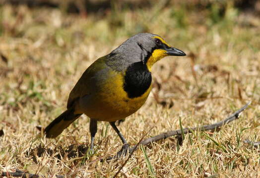 Image of Bokmakierie Bush-shrike