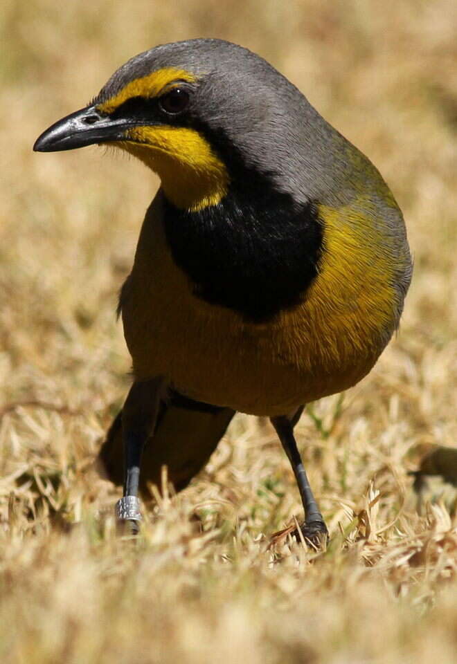 Слика од Telophorus zeylonus (Linnaeus 1766)