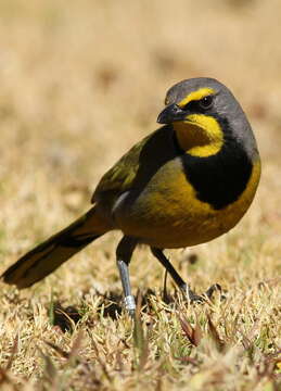 Image of Bokmakierie Bush-shrike