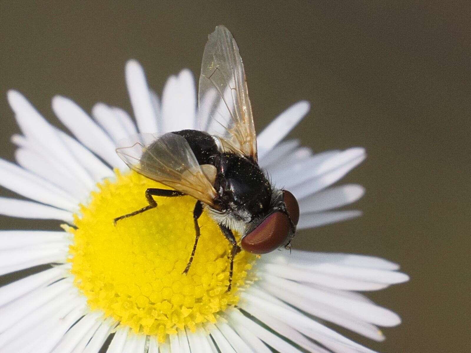 Image of Elomya lateralis (Meigen 1824)