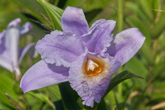 Image of Sobralia warszewiczii Rchb. fil.