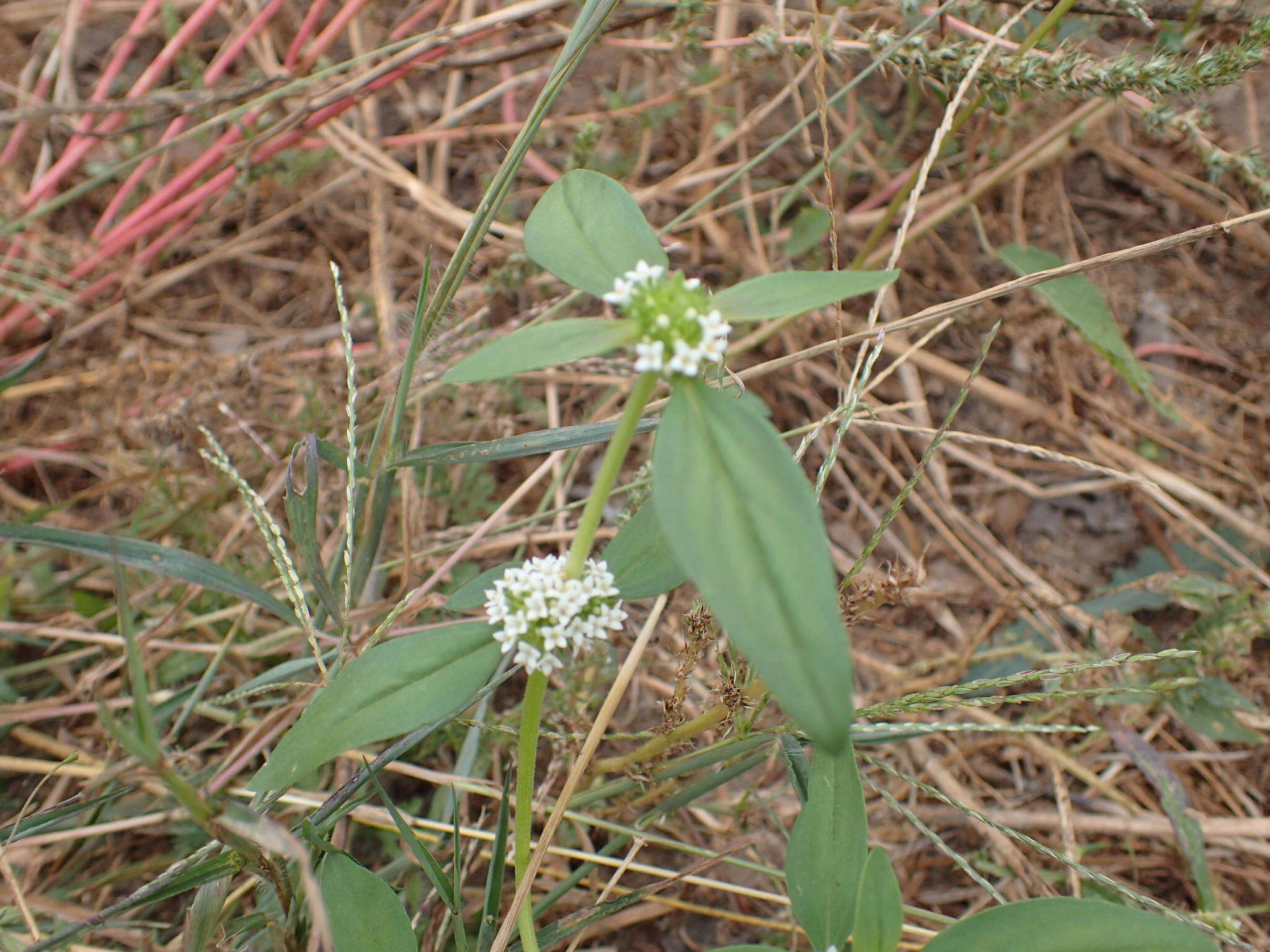 Image of Tropical Girdlepod