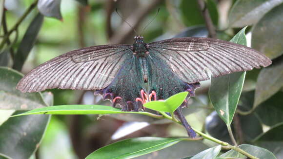 Image de Papilio dialis (Leech 1893)