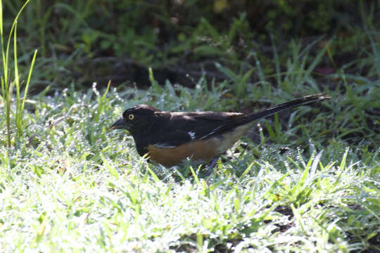 Image de Pipilo erythrophthalmus alleni Coues 1871