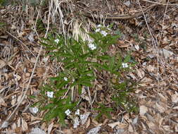 Image of Pinnate Coralroot