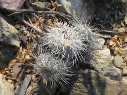 Image of Owl's eye cactus