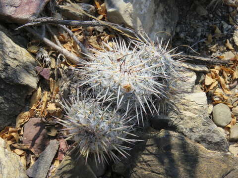 Image de Mammillaria parkinsonii Ehrenb.