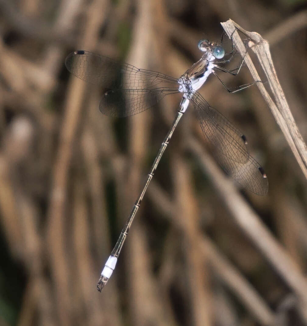 Sivun Lestes sigma Calvert 1901 kuva