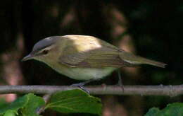 Image of Red-eyed Vireo