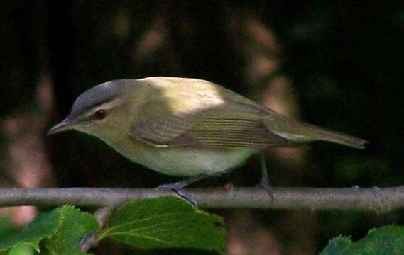 Image of Red-eyed Vireo