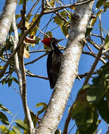 Imagem de Pica-pau-de-banda-branca