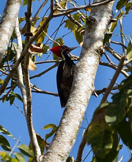 Imagem de Pica-pau-de-banda-branca