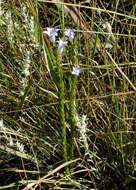 صورة Wahlenbergia epacridea Sond.