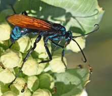 Image of Pepsis basifusca Lucas 1895