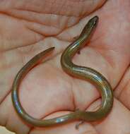 Image of Linnaeus' Writhing Skink