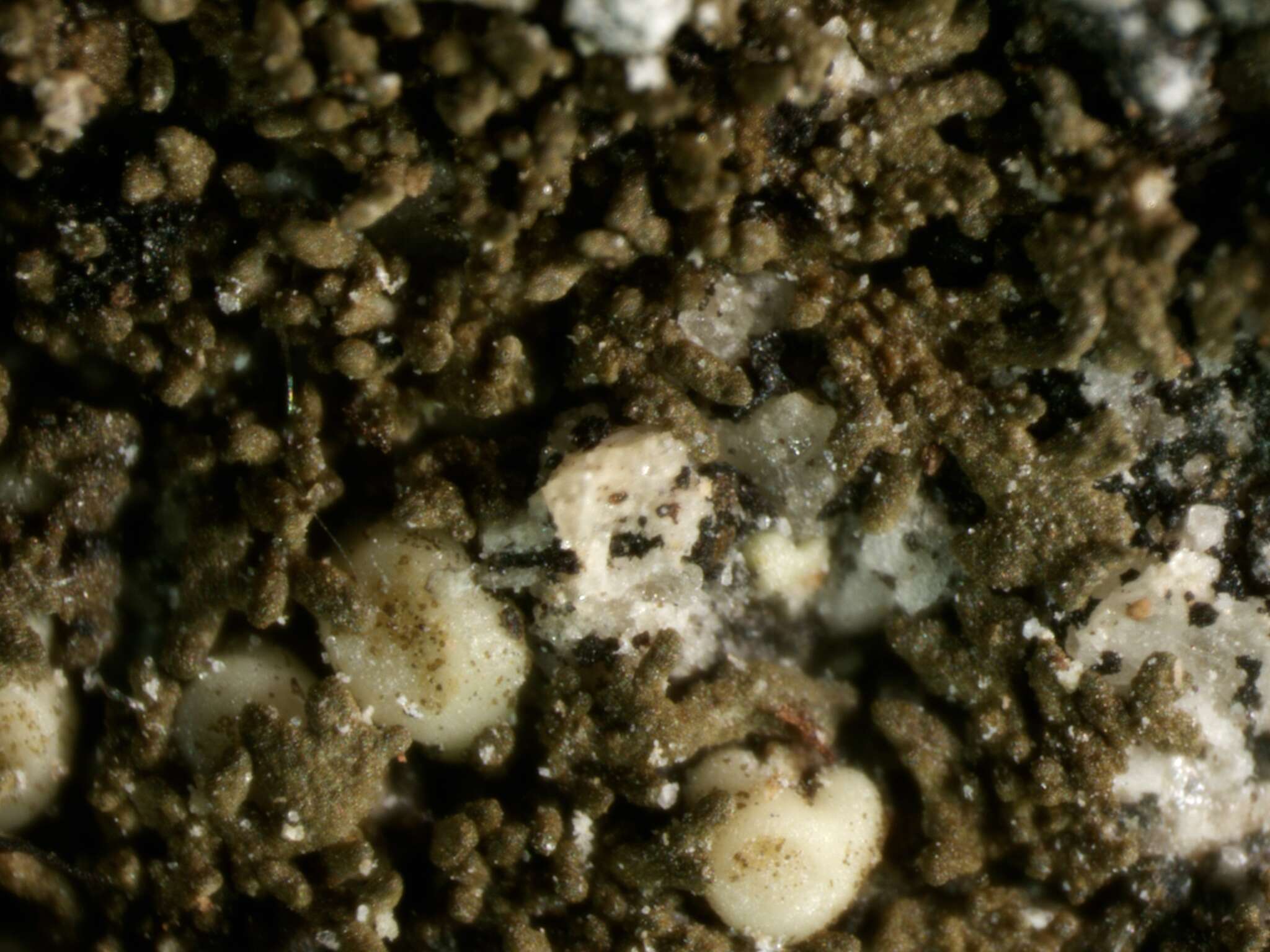 Image of Tingiopsidium isidiatum