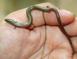 Image of Linnaeus' Writhing Skink