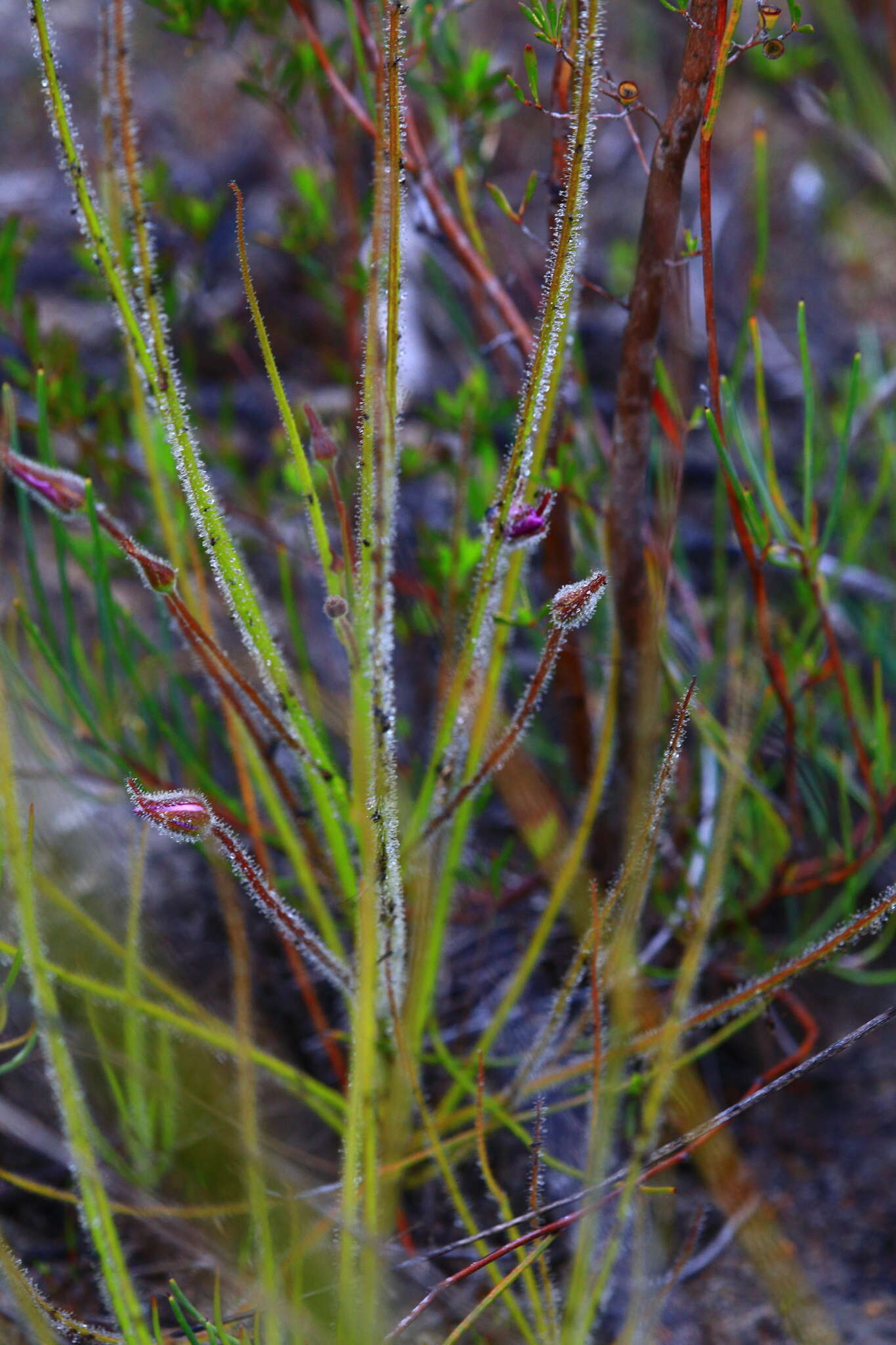 Image of rainbow plant